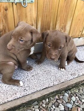 Remaining *chocolate Lurcher Pups Rough Coated